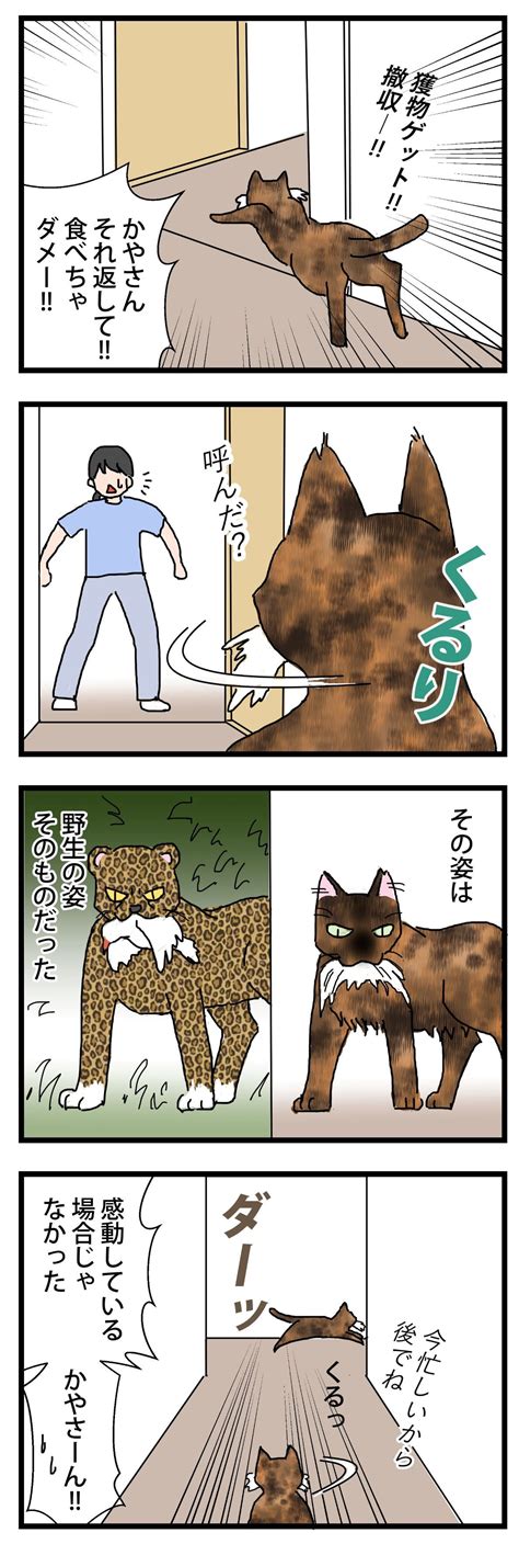 野生② 保護猫かやさん～凛々しいサビ猫様と私～