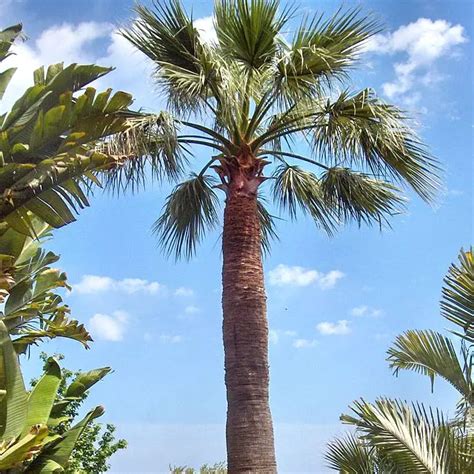 California Fan Palm Washingtonia Filifera L Florida Palm Trees