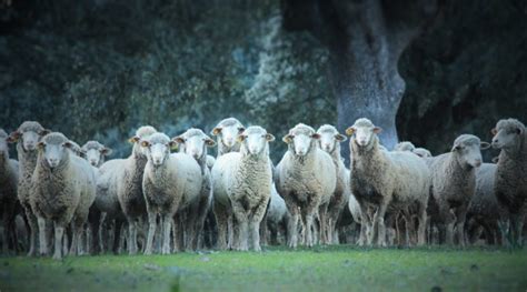 La Asociación Nacional de Criadores de Ganado Merino promociona su raza