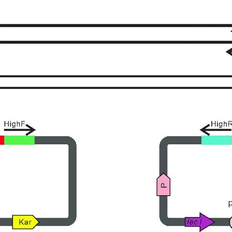 A timeline of molecular cloning techniques. The available cloning... | Download Scientific Diagram