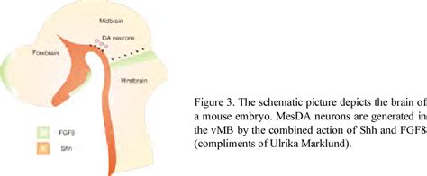 Figure 3 From Ludwig Institute For Cancer Research And Department Of