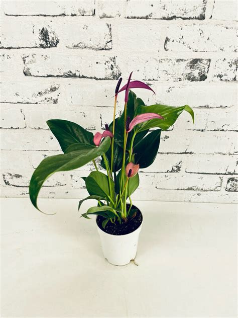 Anthurium Champion Zizou Purple