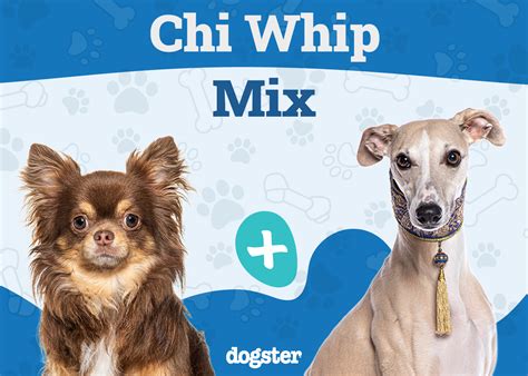 Chi Whip (Whippet Chihuahua Mix): Info, Pictures, Care & More – Dogster