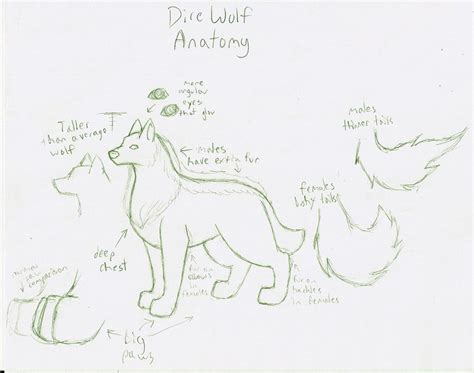 Dire Wolf Anatomy