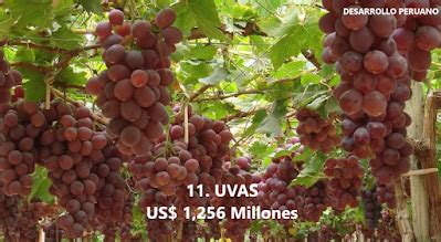 Desarrollo Peruano El Per Primer Exportador Mundial De Uvas