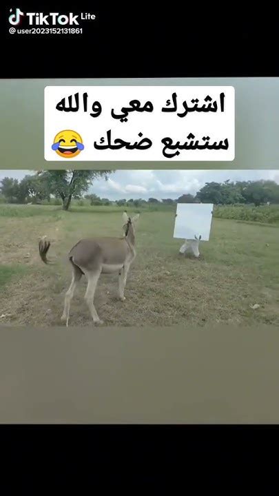 هههه والله موت من ضحك 😂 الحمار يريد زواج 😅 Youtube