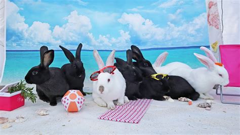 Eight Cute Bunnies Chilling On The Beach Youtube