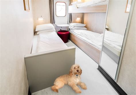 Pet Cabins To Be Available On Commodore Clipper This Summer Discover