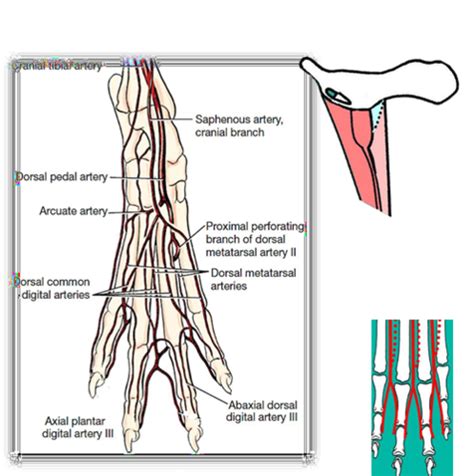 Nerve And Blood Supply Of The Hindlimb Flashcards Quizlet