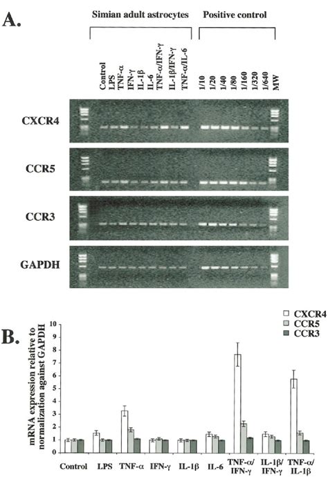 Figure 4 From Expression Of Chemokines And Their Receptors In Human And