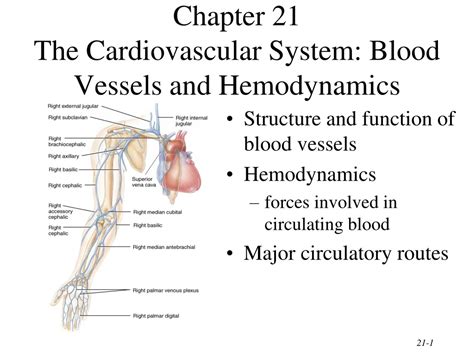 PPT Chapter 21 The Cardiovascular System Blood Vessels And