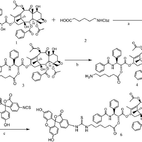 Synthetic Route Of Fitc Labeled Ptx Fitc Ptx Reagents And