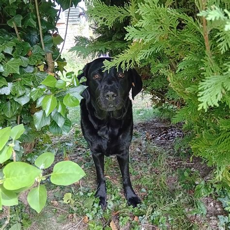 Hedgerow - I have almost finished writing the enrichment garden book