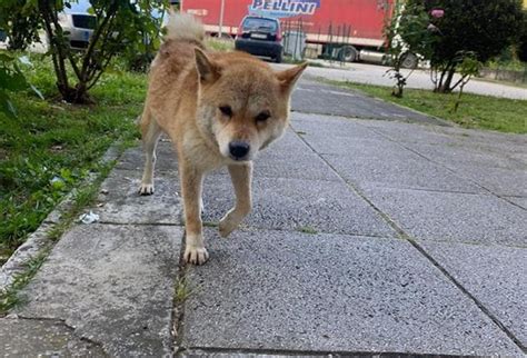 Il Cane Di Barbara Chiappini Riportato Al Canile Non Ha Una Casa