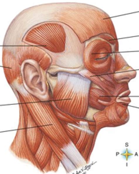 Diagram Of Muscles Of The Face Quizlet