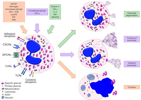 Schematic Representation Of The Major Mechanisms Of Eosinophil