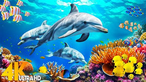 The Ocean 4K - Beautiful Coral Reef Fish in Aquarium, Sea Animals for ...