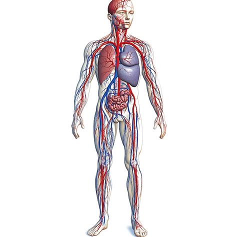 Ilustraci N De La Anatom A Humana Con Un Sistema Circulatorio Detallado