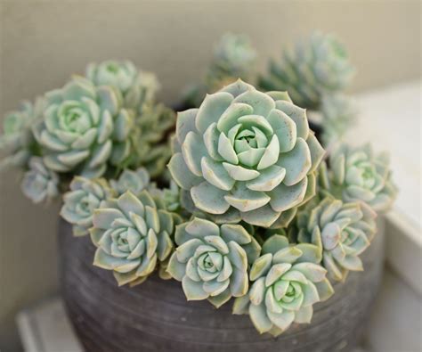 Best indoor plants for direct sunlight: 7 top choices | Homes & Gardens