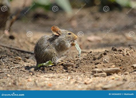 Field Mouse Eating A Leaf Stock Photography - Image: 34366832