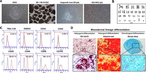 Generation And Characterization Of Mesenchymal Stem Cells Msc From Download Scientific