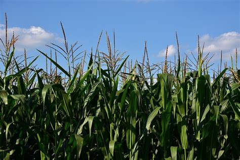 Jagung Ladang Pertanian Foto Gratis Di Pixabay Pixabay