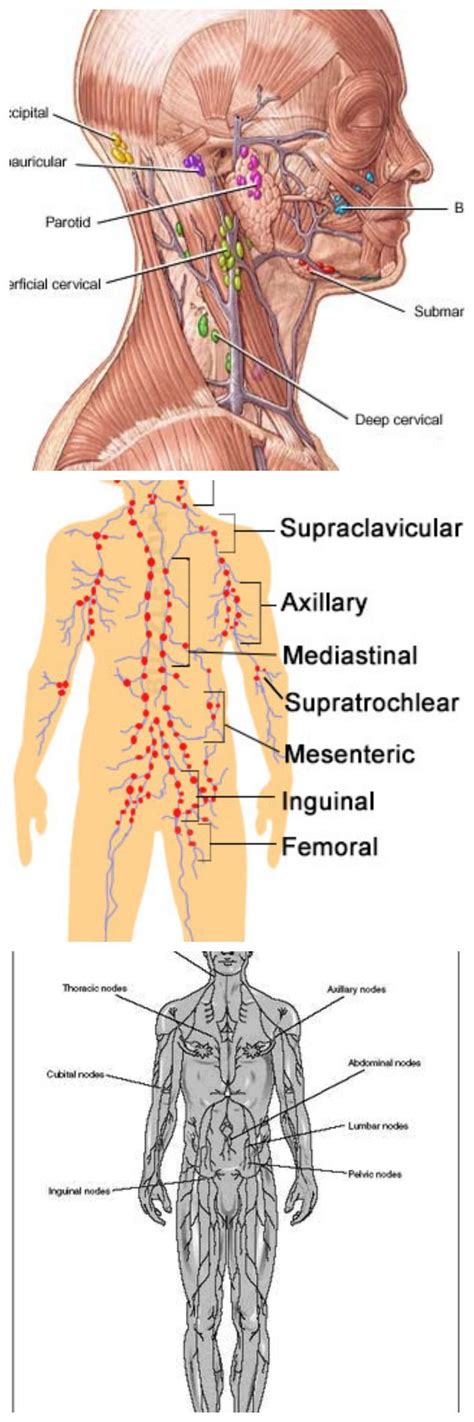 Lymph Nodes Location Pictures Types Significance Lymph Nodes Lymph Massage Health