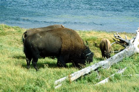 Buffalo | Wyoming Wildlife | Raingod