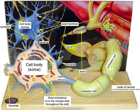 Neuron Model Bing Images Neuron Model Neurons Anatomy And Physiology