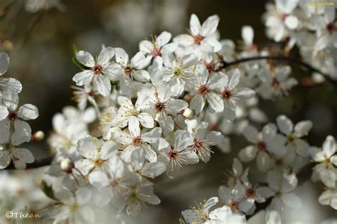 Tapety zdjęcia Drzewo Kwiaty Białe Owocowe