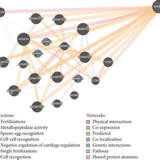 Gene Gene Interaction Network Of ADAM33 Protein Illustrated By