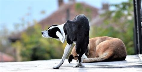 Teigne Du Chien Cause Sympt Mes Traitement Et Pr Vention