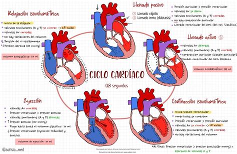 Ciclo Cardíaco Nahum Almaraz Udocz