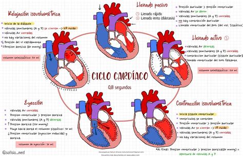 Ciclo cardíaco Nahum Almaraz uDocz