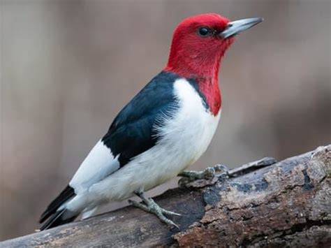 Red Headed Woodpecker Flying