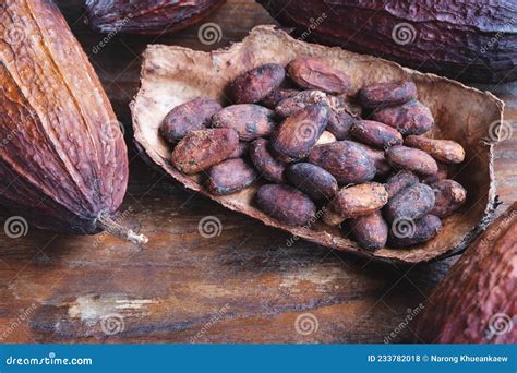 Dried Cocoa Beans And Dried Cocoa Beans Stock Photo Image Of Close