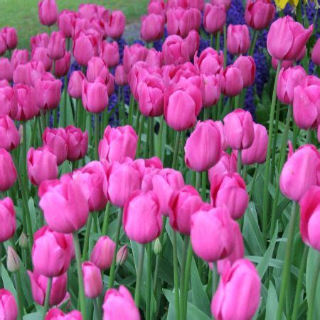 Many Pink Tulips Are Growing In The Field