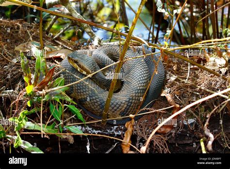 A coiled Florida cottonmouth water moccasin, Agkistrodon piscivorus ...