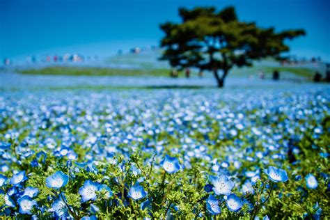 How to Visit Japan's Hitachi Seaside Park