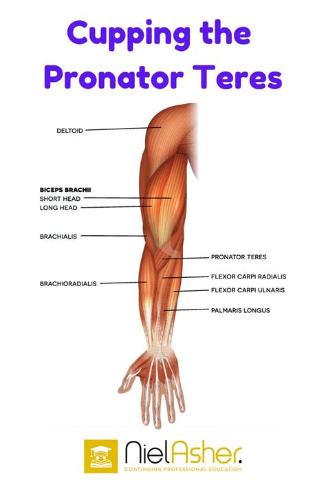 An Image Of The Muscles And Their Corresponding Parts With Text