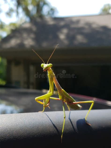 Florida Wildlife Praying Mantis Macro Bug Stock Photo Image Of