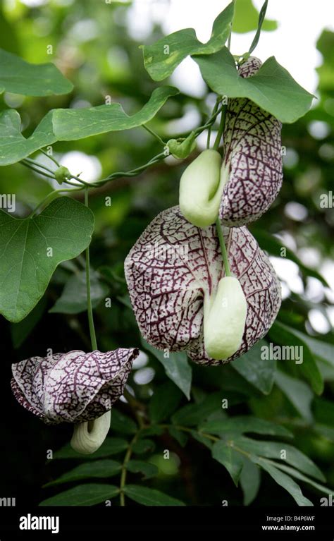 Calico Flower Aristolochia Littoralis Aristolochiaceae Brazil South