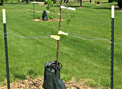 How To Protect Trees Other Landscape Plants From Heat Stress Wiscontext