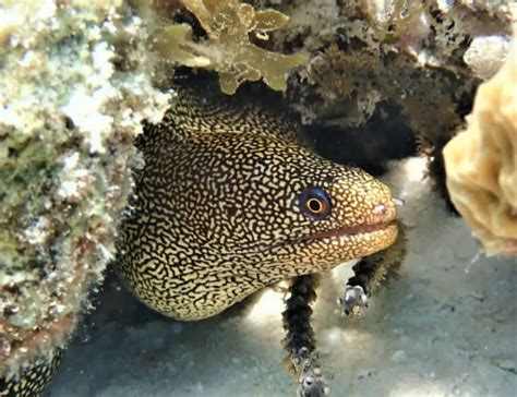 15 Eel Facts You Don't Know About These Elusive Creatures