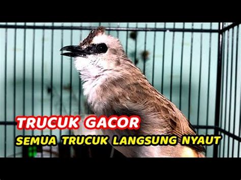 Trucukan Gacor Tarung Ropel Panjang Ini Paling Ampuh Buat