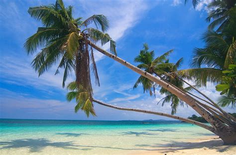 2952081 Nature Graphy Landscape Beach Palm Trees Sand Tropical