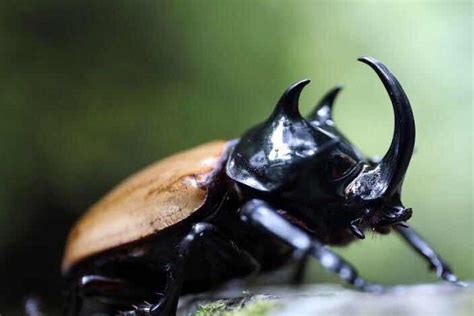 Ten Of The Worlds Rarest Species Of Beetles And Where To Find Them