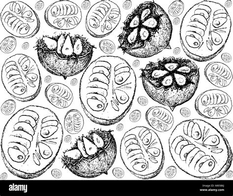 Tropische Früchte Illustration Hintergrund von Hand gezeichnete Skizze