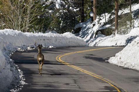 California snowpack could soon grow to highest level ever. Here's why