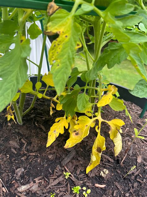 Tomato plant yellowing. HELP! : r/tomatoes